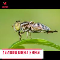 A Beautiful Journey in Forest