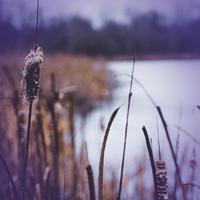 Peaceful Crickets Sounds in Nature to Relieve Stress