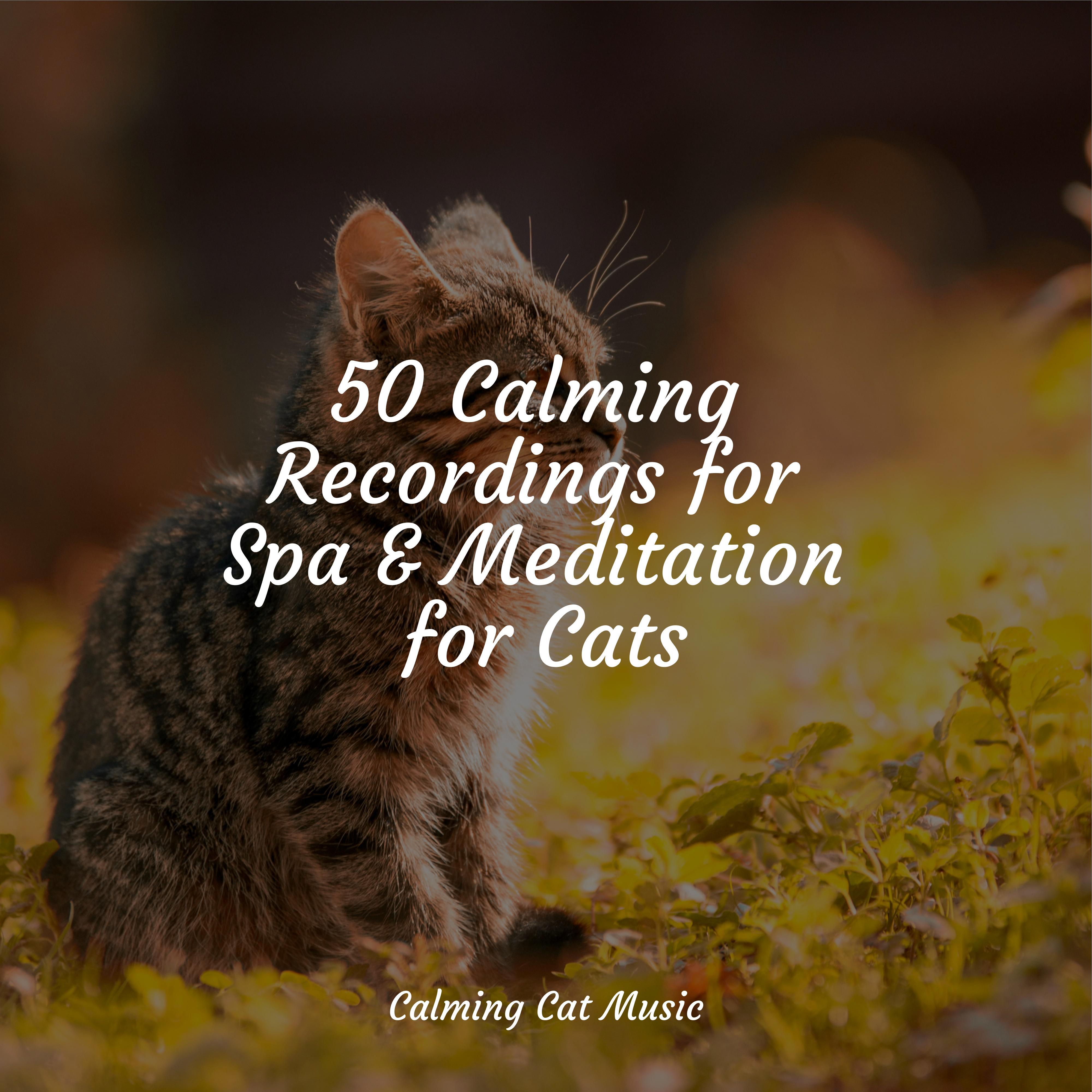 calm-comfortable-music-for-cats-cat-music-experience-cats-music