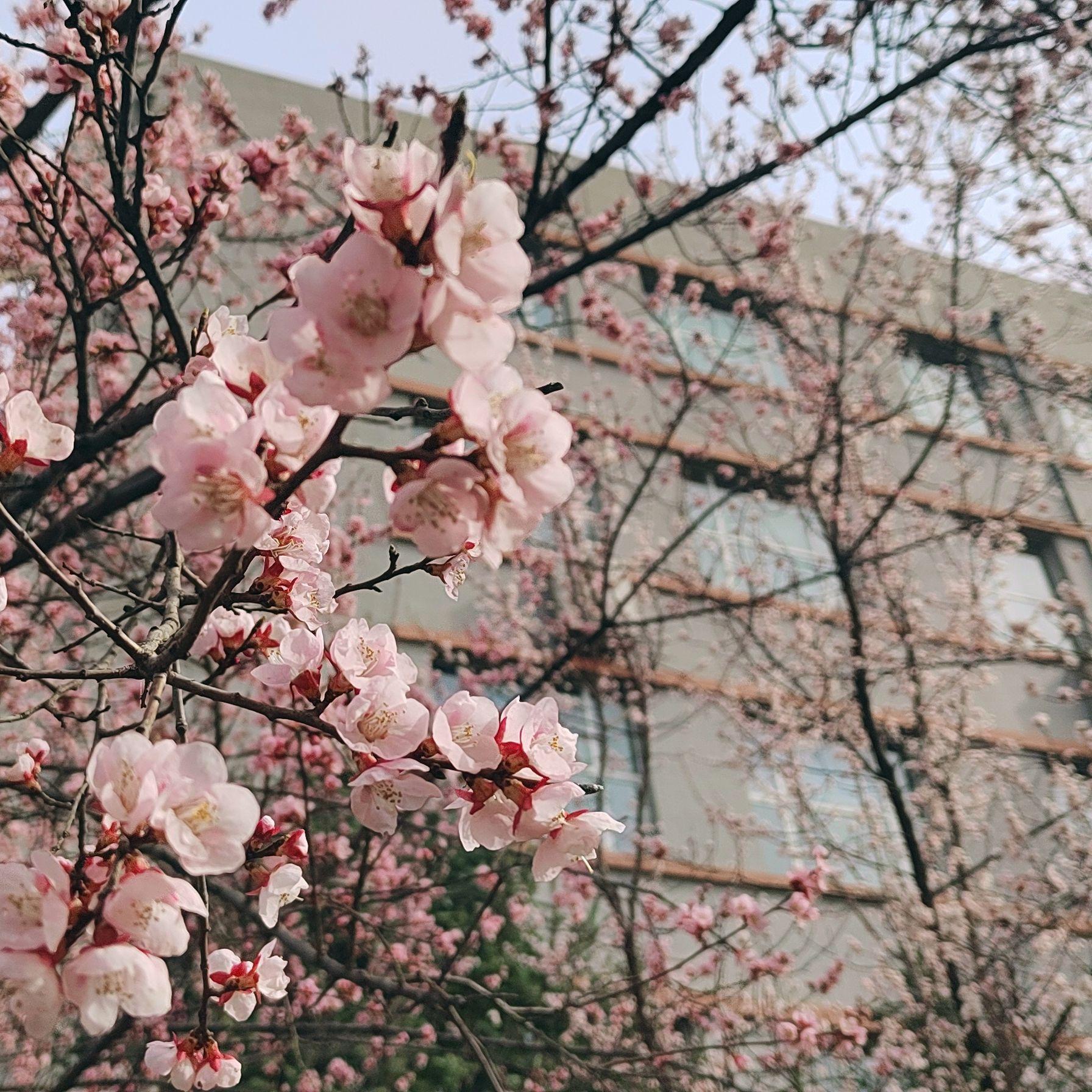 花期未至封面