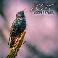 Zacht Vogelgezang: Vreedzame Geluiden uit het Bos