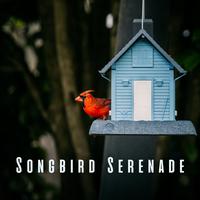 Songbird Serenade: Meditative Bird Sounds for Inner Calm ASMR