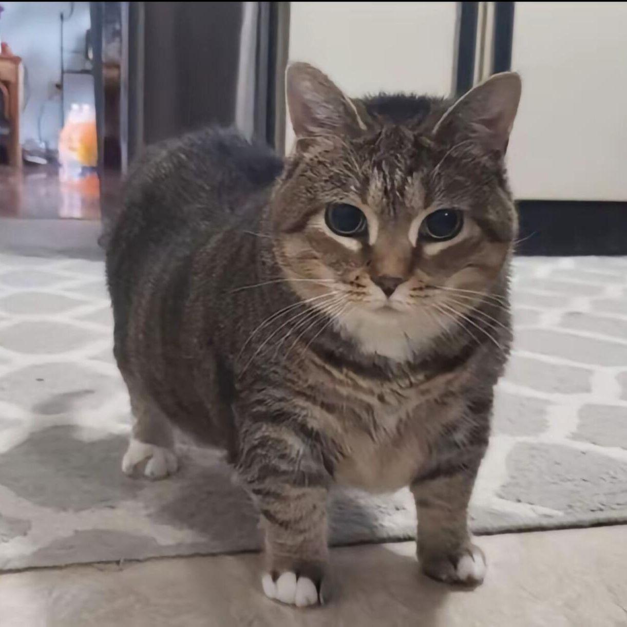 OiiAoiia旋转猫封面