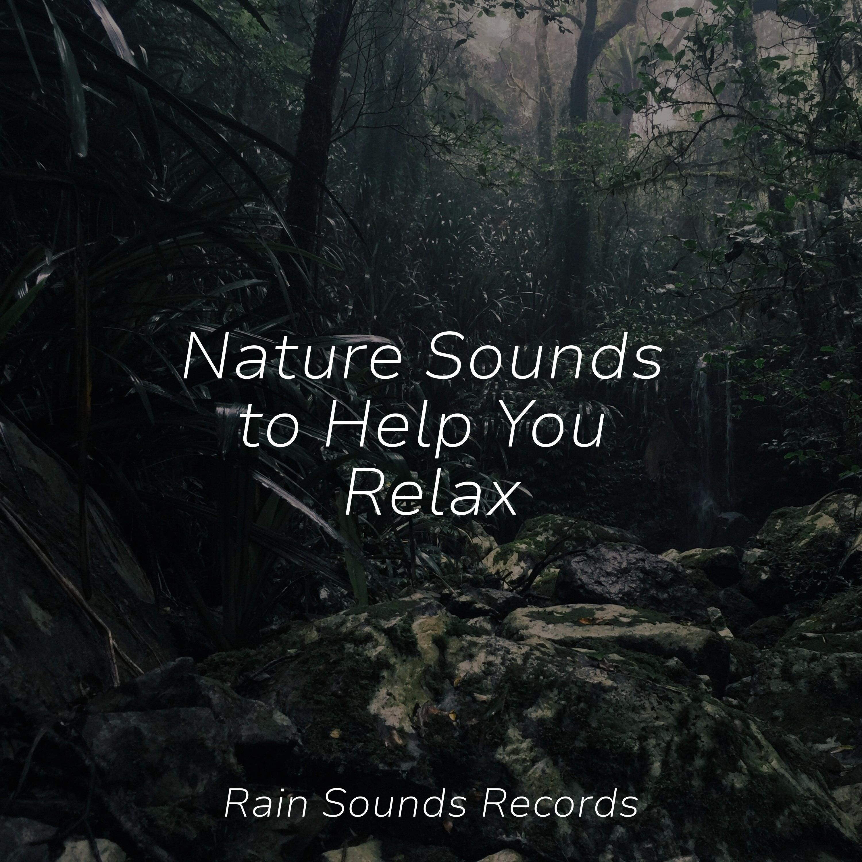 Wilderness Harmony Sleep Sounds Of Nature Sonidos De Truenos Y Lluvia