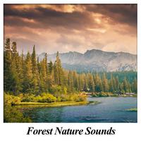 Forest Nature Sounds