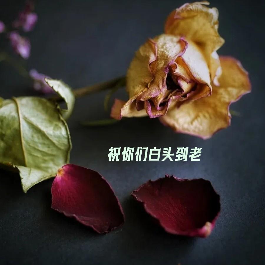 祝你们白头到老_虎娘_祝你们白头到老 | 在线播放_祝你们白头到老歌词_祝你们白头到老下载 | 网易云音乐