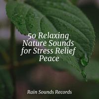 50 Relaxing Nature Sounds for Stress Relief Peace