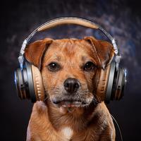 Canine Melodies: Music for Dogs' Relaxation