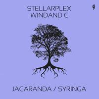 Jacaranda / Syringa