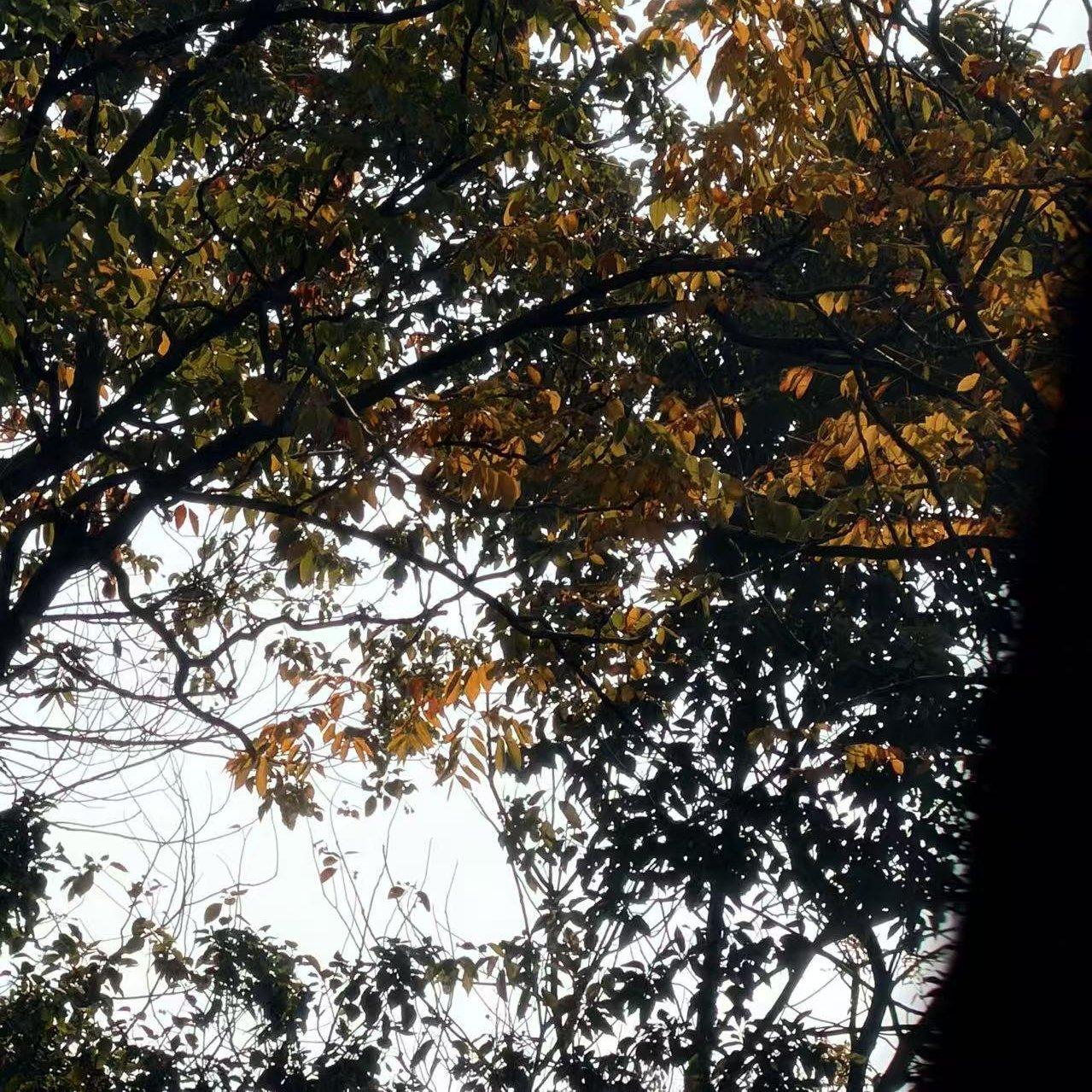 无法说爱（Cover）