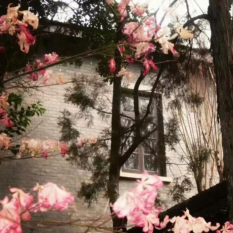 让秘密开成花落地 (降速版)封面