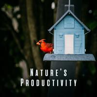 Nature's Productivity: Birds and Crystal Bowl Sounds for Work