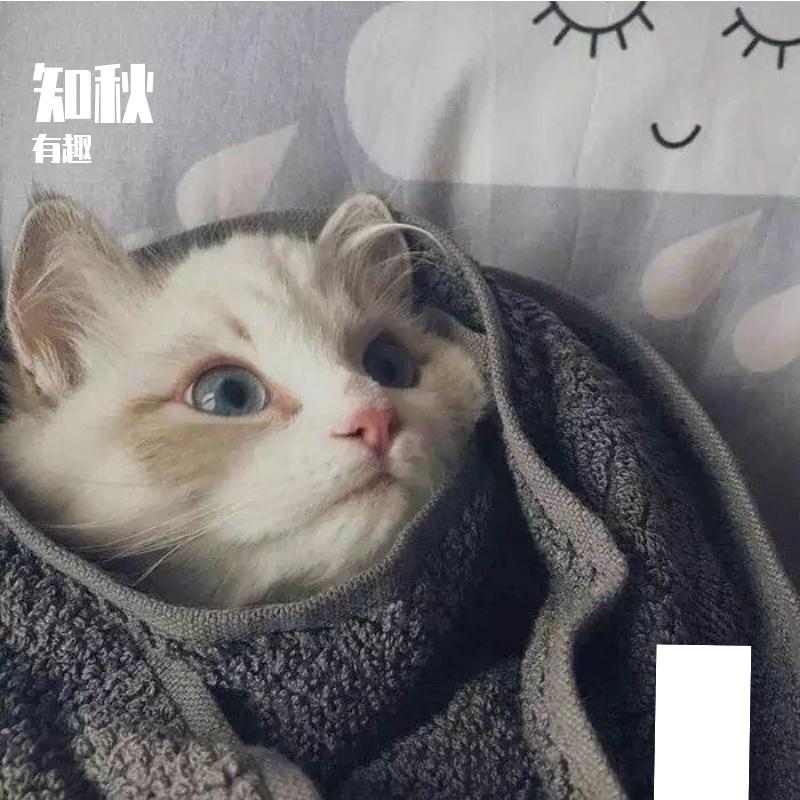 长安封面