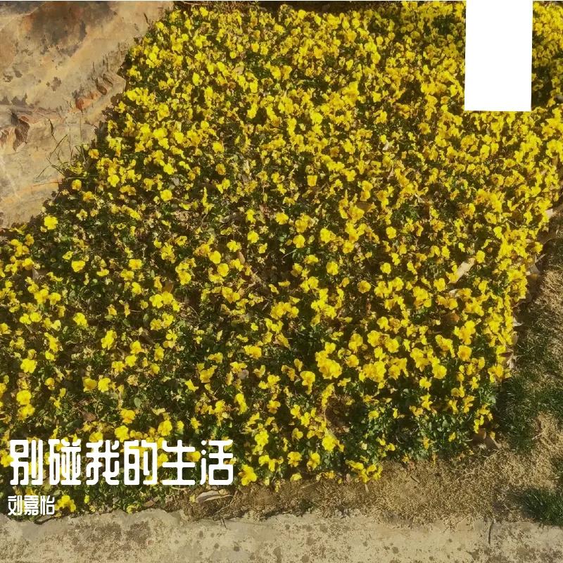 浮诛(原唱 张杰)封面