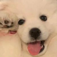 十四个琪资料,十四个琪最新歌曲,十四个琪MV视频,十四个琪音乐专辑,十四个琪好听的歌