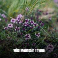 Wild Mountain Thyme