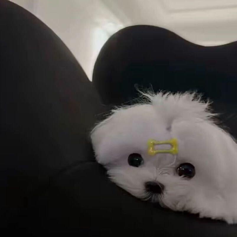 陪伴封面