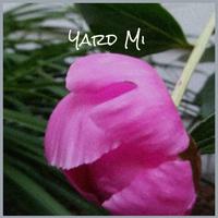 Yard Mi