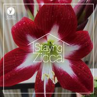Staying ZICCA