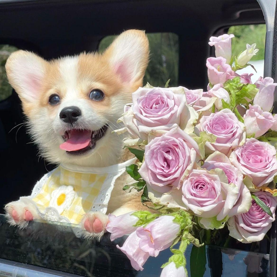 恋爱循环（翻自Miko孙涵）