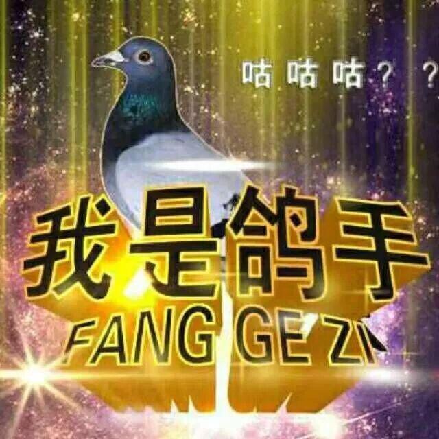 猫与毛线封面