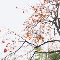 闷葫芦资料,闷葫芦最新歌曲,闷葫芦MV视频,闷葫芦音乐专辑,闷葫芦好听的歌