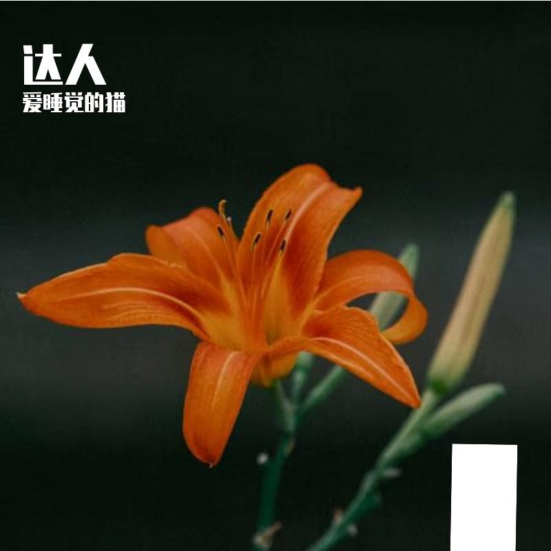 过往 - 爱睡觉的猫封面