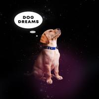 Dog Dreams