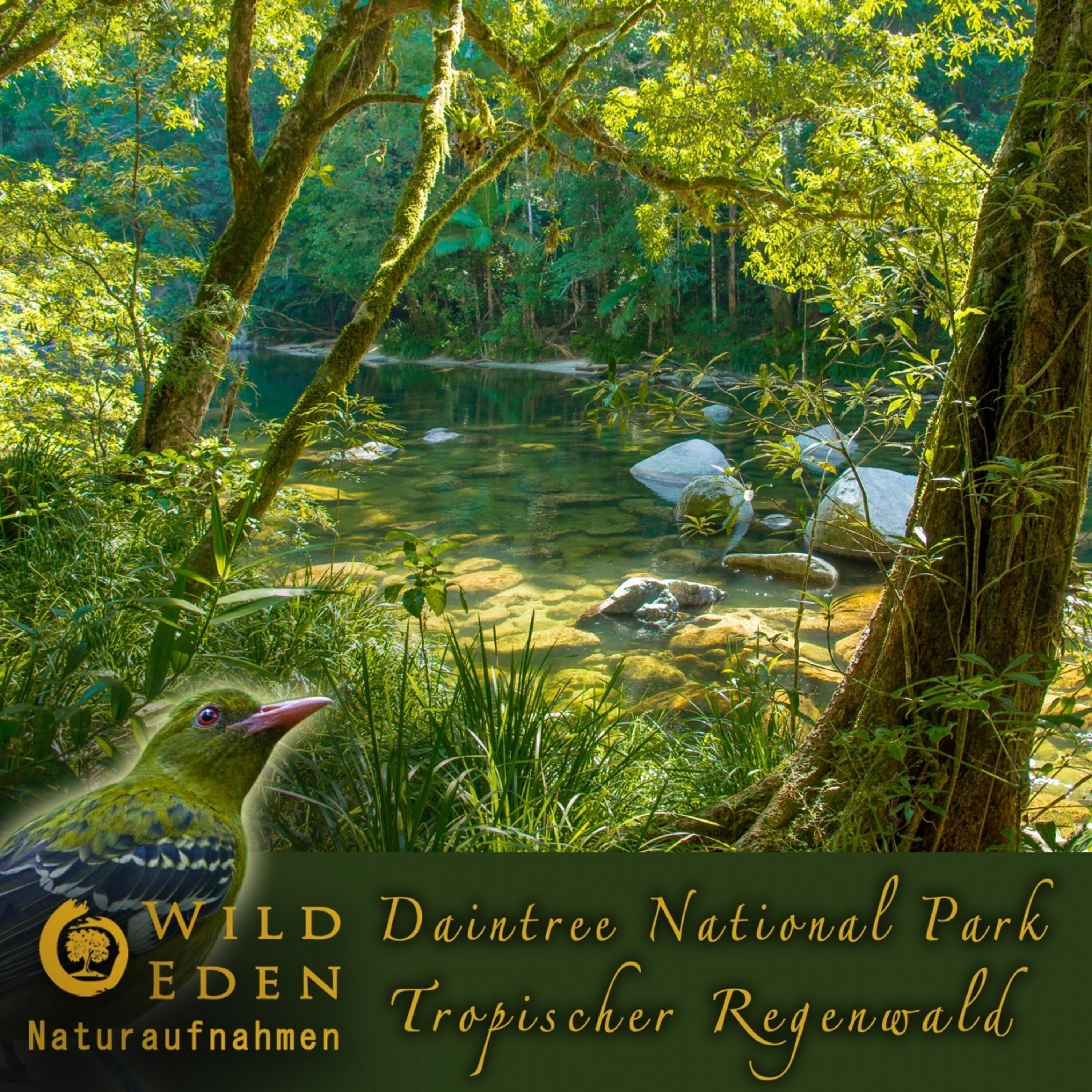 FrÃ¼her Morgen - Regenwald AtmosphÃ¤re Teil 1 (Morgendlicher Gesang von exotischen tropischen VÃ¶geln) [Anregende und Entspannende AtmosphÃ¤re fÃ¼r Spas und Massagepraxen]