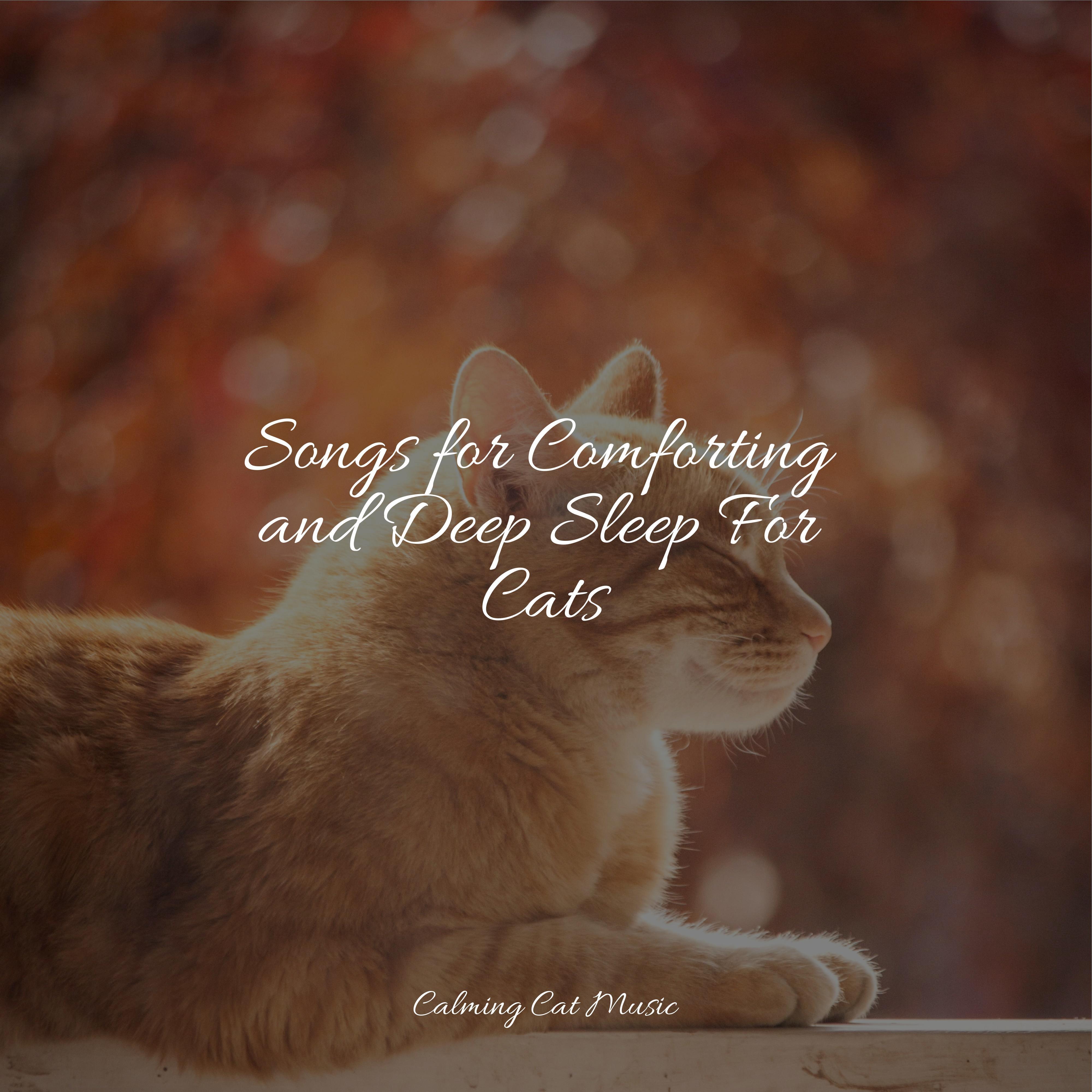 Music for Relaxation Music For Cats Peace/Calm Music for Cats