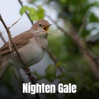 Nighten Gale