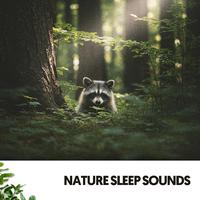 Nature Sleep Sounds: Forest time!