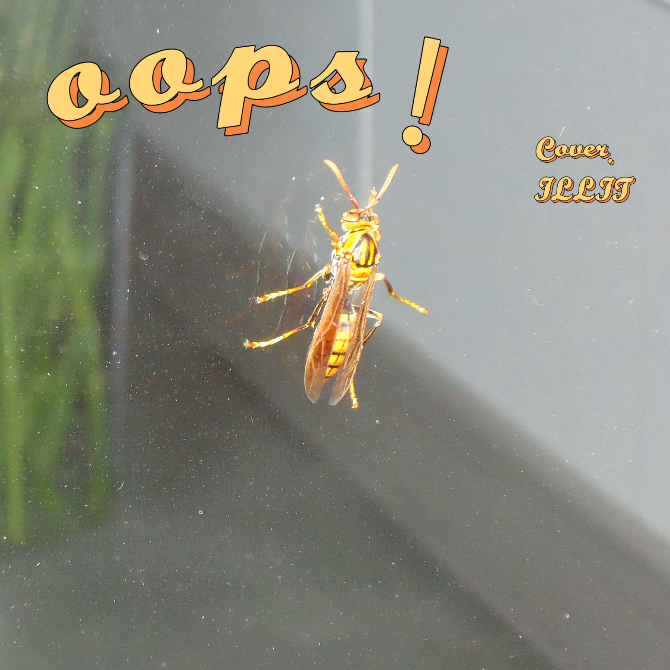 oops! (Cover. ILLIT)封面