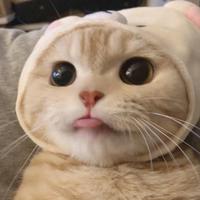 Caffeine喵喵资料,Caffeine喵喵最新歌曲,Caffeine喵喵MV视频,Caffeine喵喵音乐专辑,Caffeine喵喵好听的歌