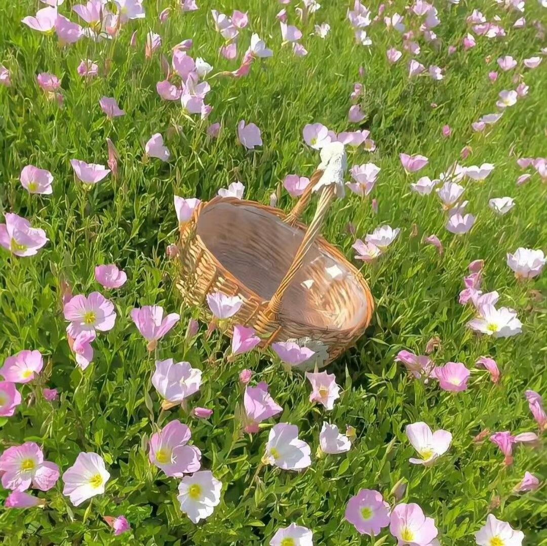 飞鸟和蝉