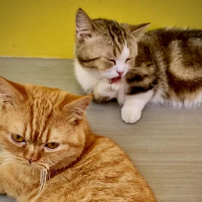 抓马（Prod.DIVINE MUSIC）