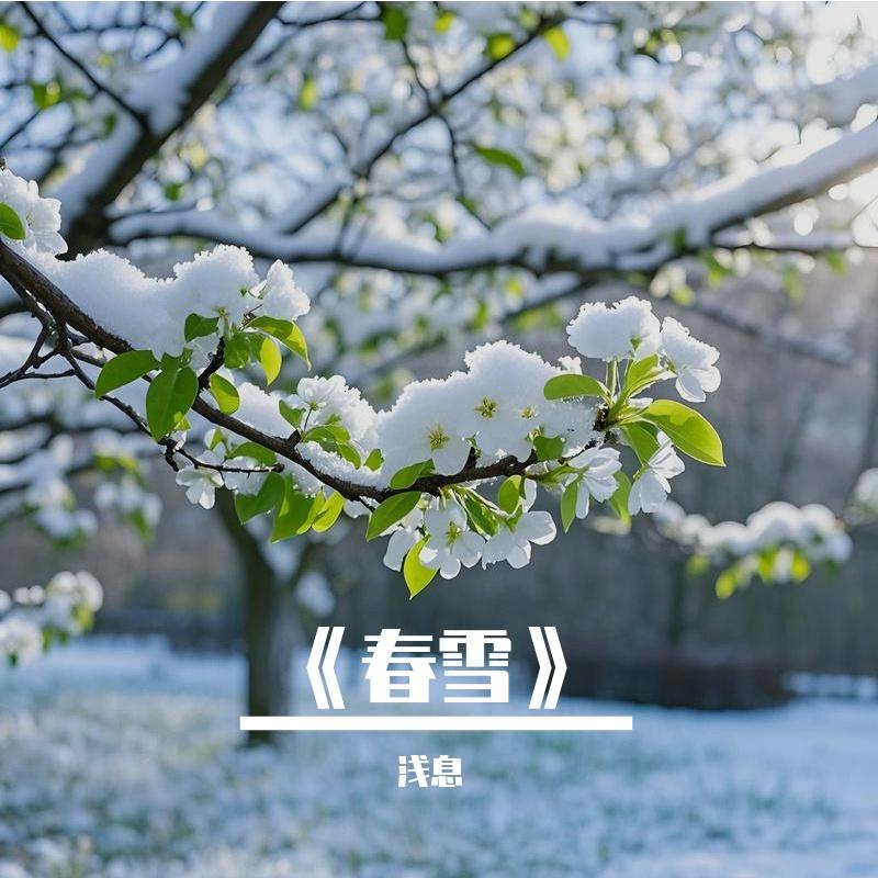 春雪封面