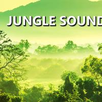 Jungle Sounds