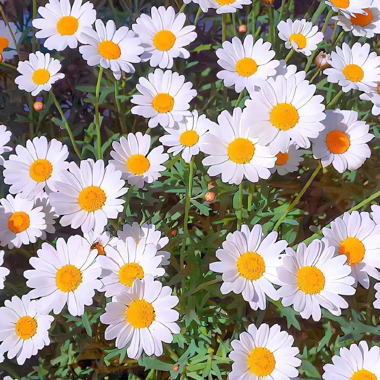 生如夏花.Free Beat