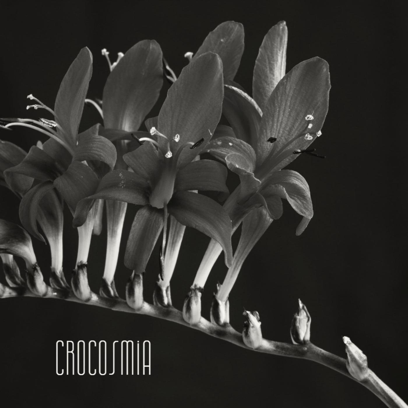 Crocosmia