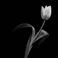 White Tulip