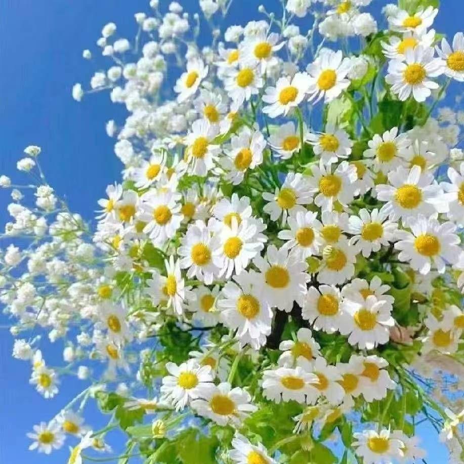 苔痕上阶封面
