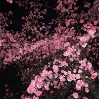 花开花落花无悔