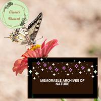 Memorable Archives of Nature