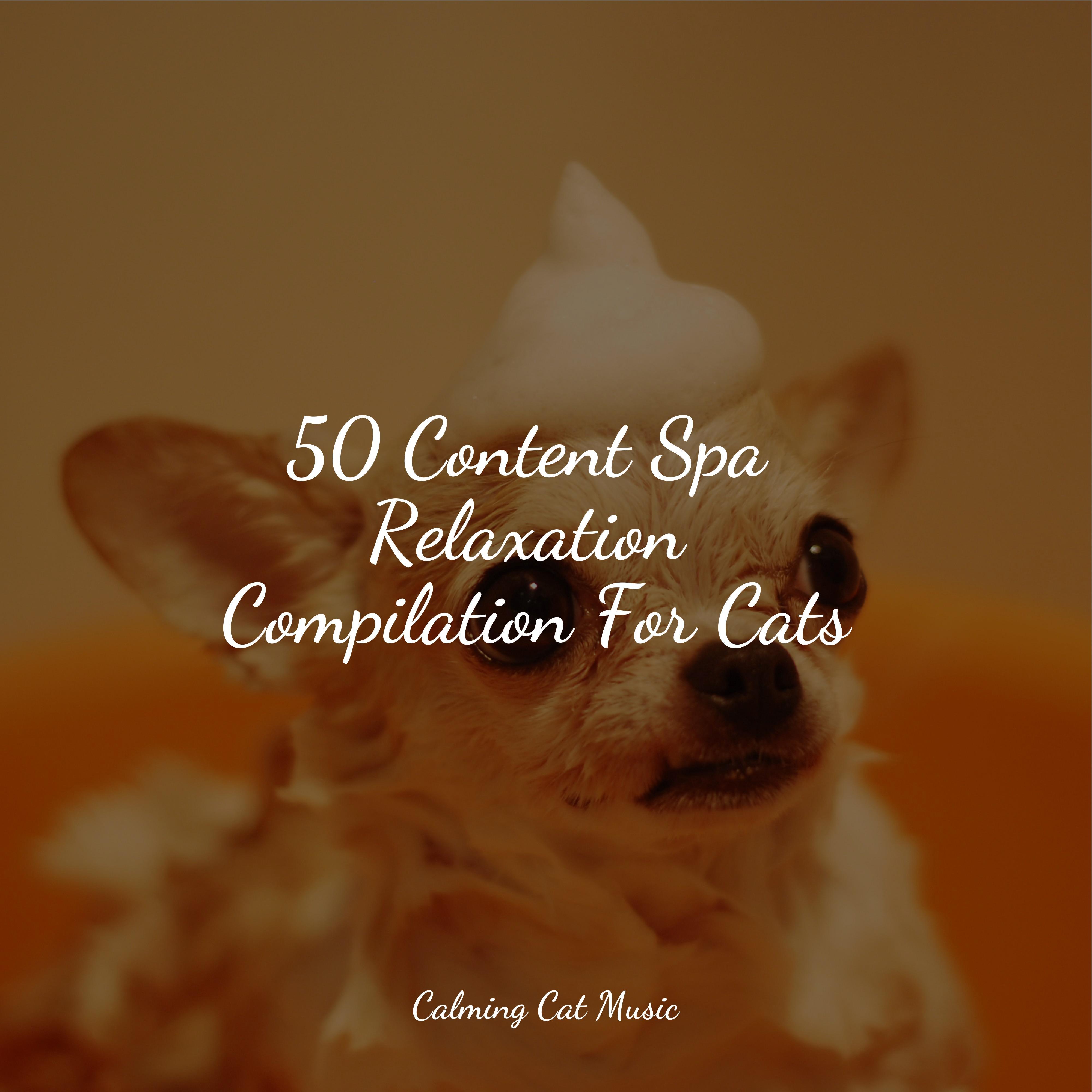 Ocean Sunrise Cat Music Therapy/Jazz Music Therapy for Cats/Jazz