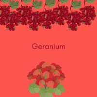 Geranium