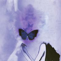 pivargo - crashen heute nacht