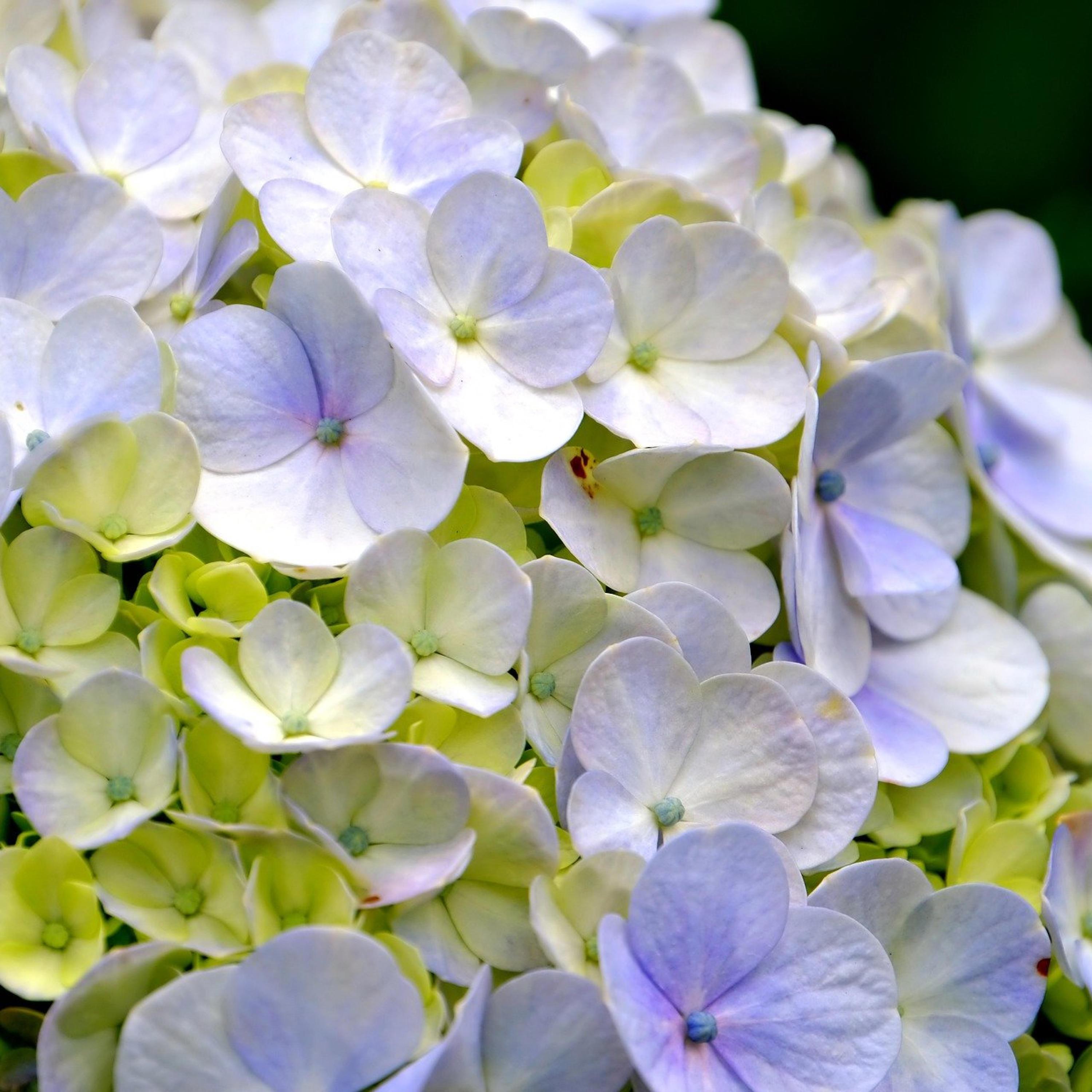 Valkoiset Hortensiat