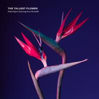 The Tallest Flower