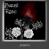 Burnt Rose